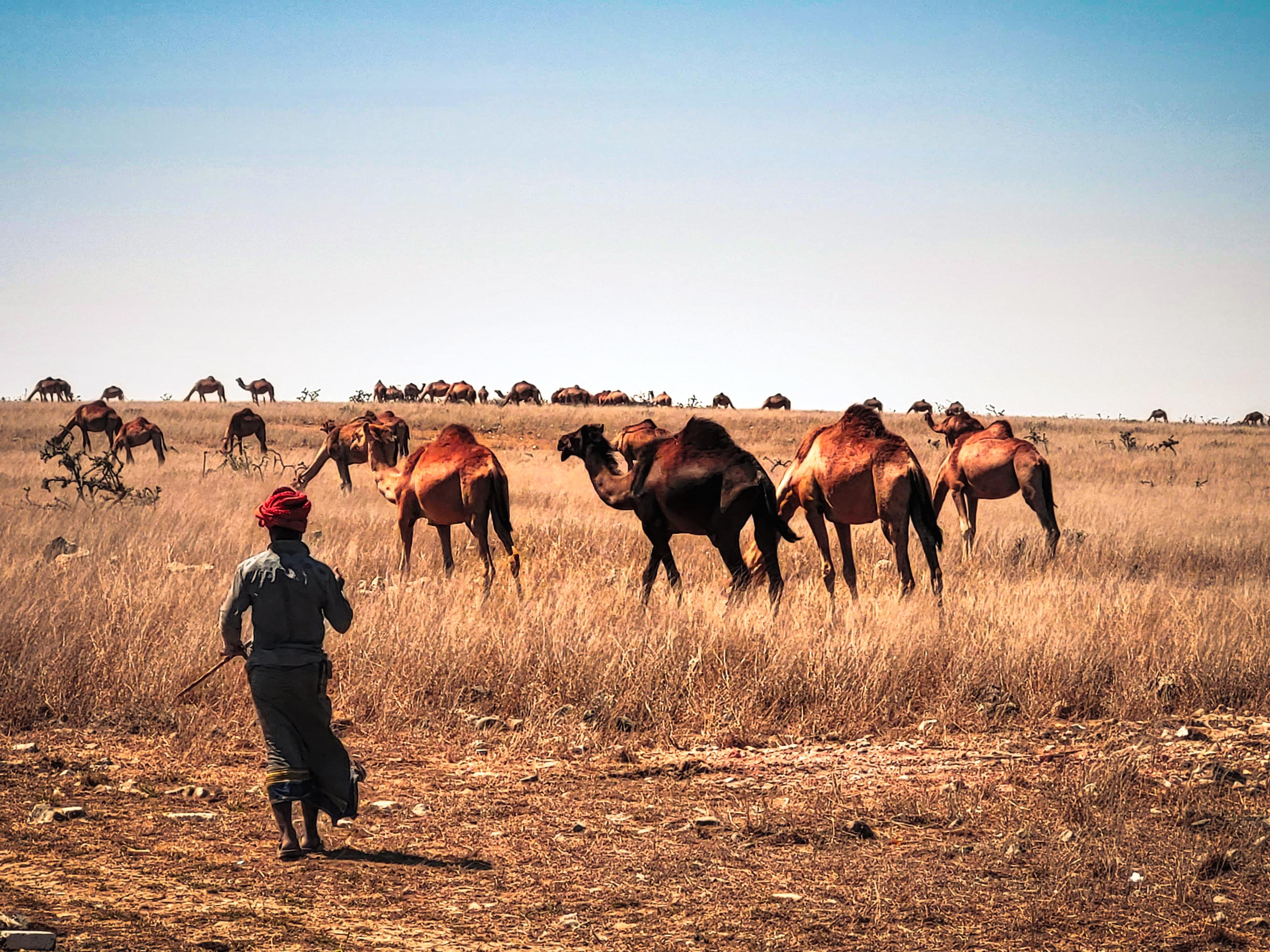 dromedary Oman