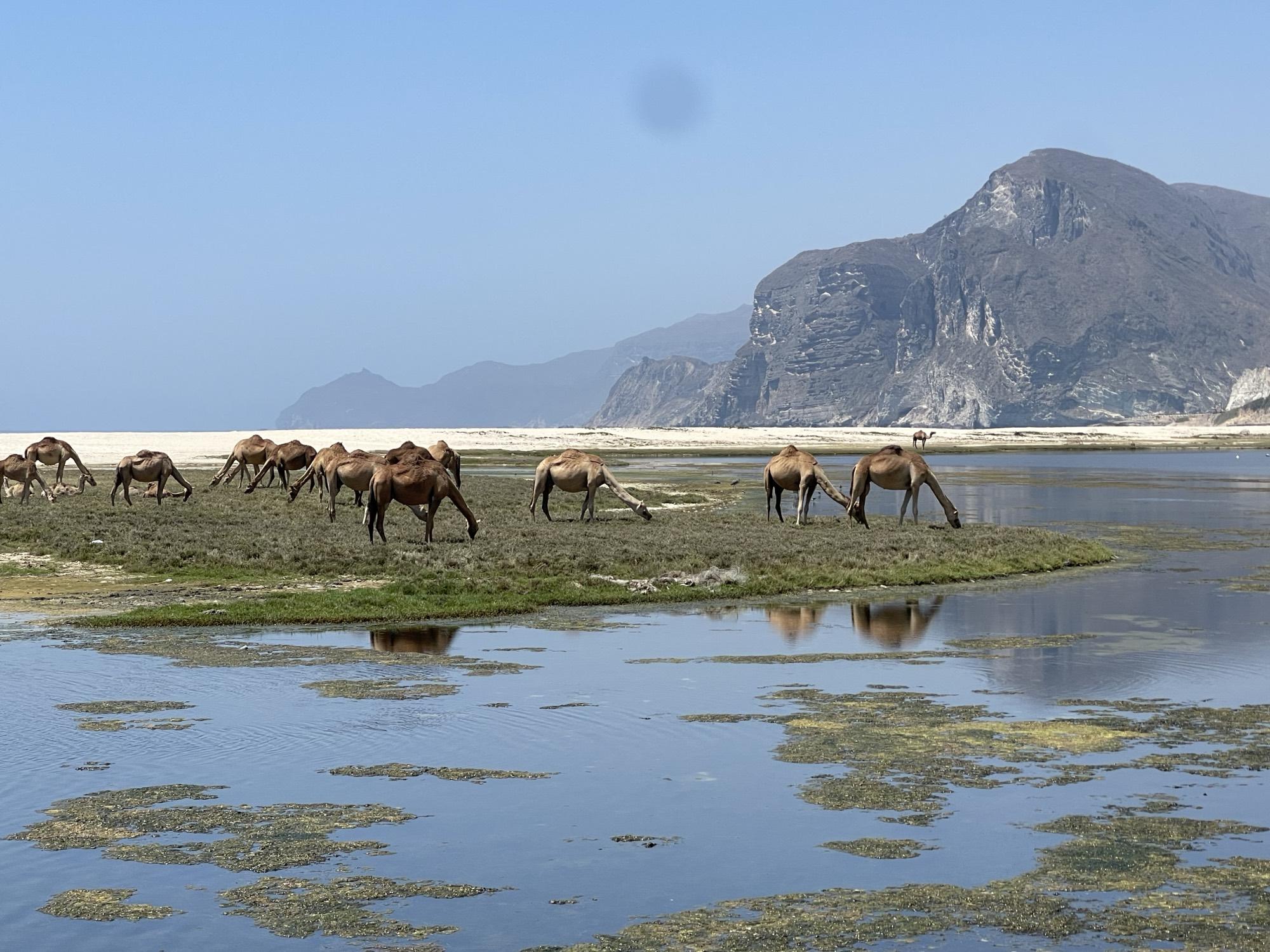 Camels grazing by a lagoon, Salalah